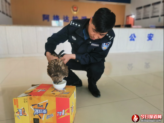 警民攜手救助國家一級重點(diǎn)保護(hù)動物獵隼300.png